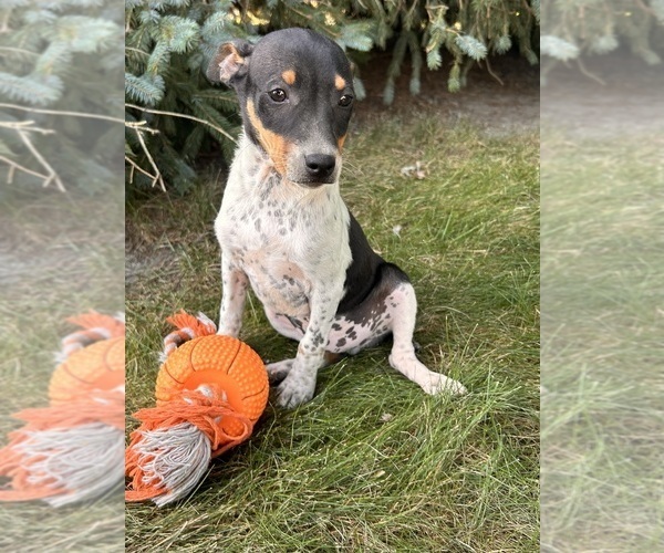 Medium Photo #3 Rat Terrier Puppy For Sale in MIDDLEBURY, IN, USA