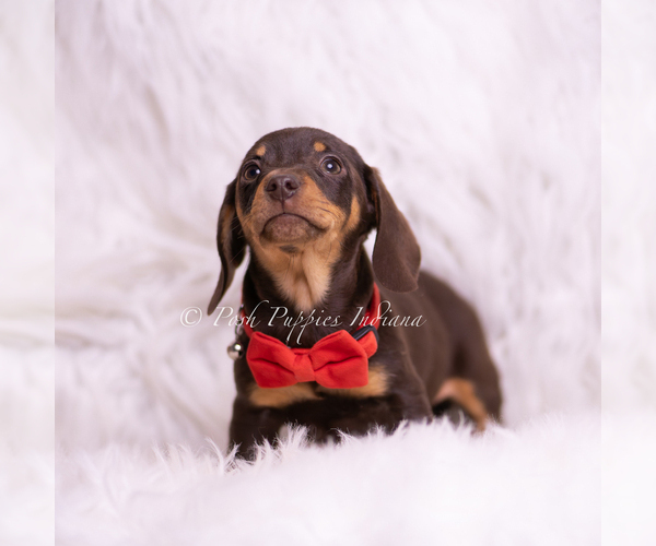 Medium Photo #5 Dachshund Puppy For Sale in WARSAW, IN, USA