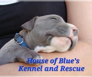 American Pit Bull Terrier Puppy for sale in DELAWARE, OH, USA