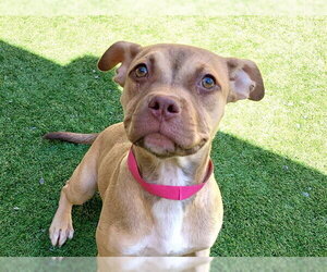 Mutt Dogs for adoption in Moreno Valley, CA, USA