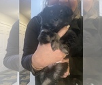 Small Photo #10 Yoranian Puppy For Sale in ACTON, ME, USA