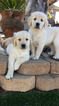 Small Photo #8 Golden Retriever Puppy For Sale in RAMONA, CA, USA