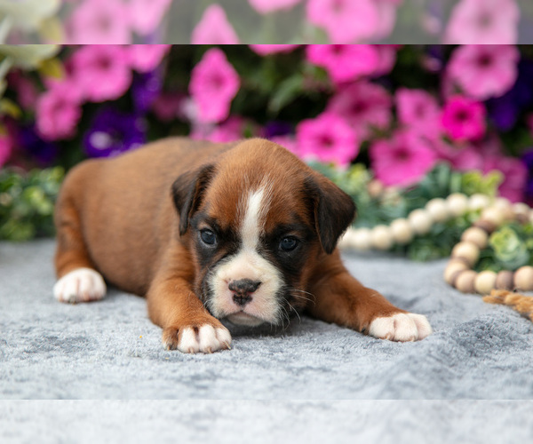 Medium Photo #5 Boxer Puppy For Sale in GRABILL, IN, USA
