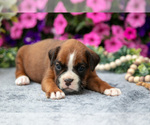 Small #4 Boxer
