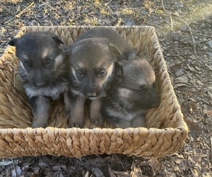 German Shepherd Dog Puppy for sale in ALBANY, OH, USA