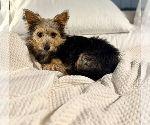 Mutt Dogs for adoption in Allentown,, PA, USA