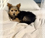 Small Mutt