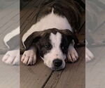 Small #1 Mutt