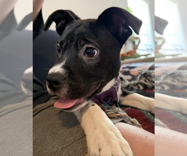 Medium Photo #2 Mutt Puppy For Sale in Candler, NC, USA