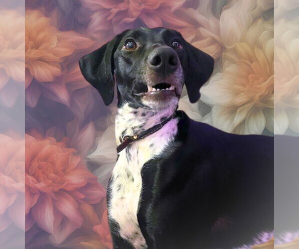 Medium Photo #12 Pointer-Unknown Mix Puppy For Sale in Germantown, OH, USA