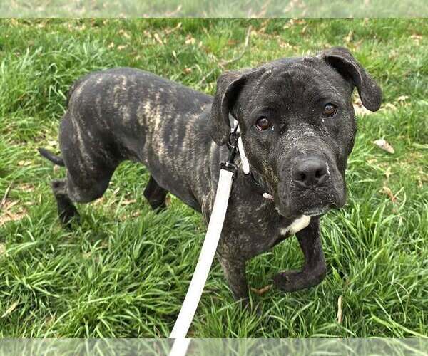 Medium Photo #2 American Pit Bull Terrier-Unknown Mix Puppy For Sale in Millersville, MD, USA