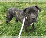 Small #1 American Pit Bull Terrier Mix