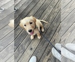 Small Photo #1 Golden Retriever Puppy For Sale in AUSTIN, TX, USA