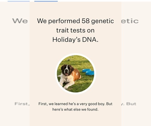 Medium Photo #8 Saint Bernard Puppy For Sale in SLAYTON, MN, USA