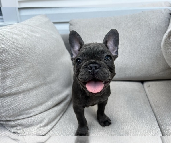 Medium Photo #4 French Bulldog Puppy For Sale in BROOKLYN, NY, USA