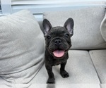 Small #3 French Bulldog