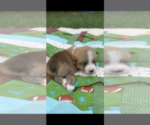 Small Photo #6 Pembroke Welsh Corgi Puppy For Sale in OCEANSIDE, CA, USA