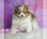 Small Photo #62 Pomeranian Puppy For Sale in WARSAW, IN, USA