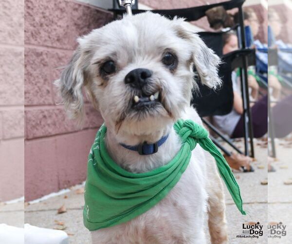 Medium Photo #3 Shih Tzu-Unknown Mix Puppy For Sale in Washington, DC, USA