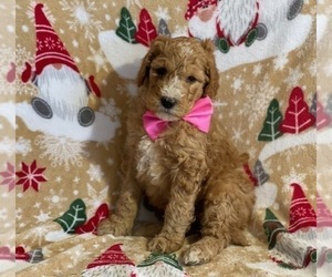 Goldendoodle Puppy for sale in LANCASTER, PA, USA