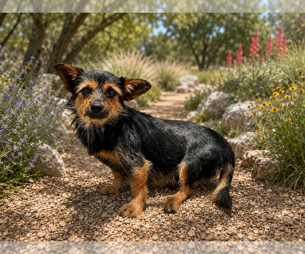 Medium Photo #4 Mutt Puppy For Sale in PIPE CREEK, TX, USA