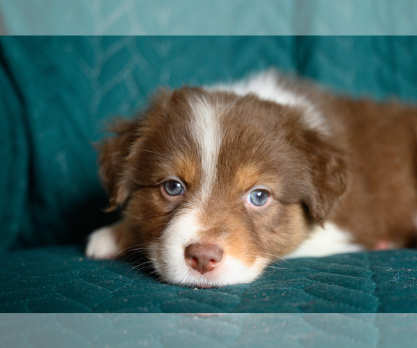 Medium Photo #1 Australian Shepherd Puppy For Sale in ROCKY MOUNT, VA, USA