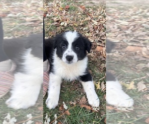 Border Collie-Miniature Australian Shepherd Mix Puppy for sale in SILVER LAKE, IN, USA