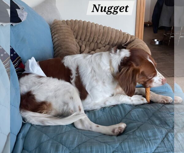 Medium Photo #4 Brittany Puppy For Sale in Curwensville, PA, USA