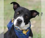 Small American Staffordshire Terrier
