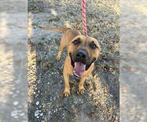 Labrador Retriever-Unknown Mix Dogs for adoption in Rowlett, TX, USA