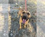 Curry - Male Labrador Retriever-Unknown Mix Dog for Adoption - Small photo