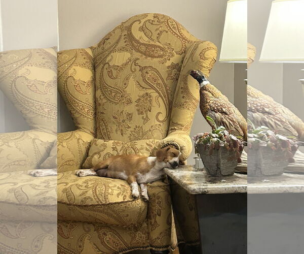 Medium Photo #3 Doxle Puppy For Sale in Holly Springs, NC, USA