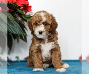 Goldendoodle (Miniature) Puppy for sale in EAST EARL, PA, USA