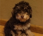 Puppy Milky Way Poodle (Miniature)