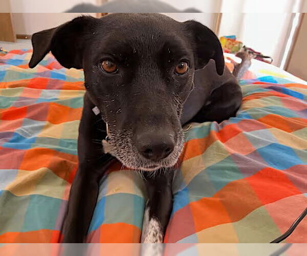 Medium Photo #3 Labrador Retriever-Unknown Mix Puppy For Sale in Fort Collins, CO, USA