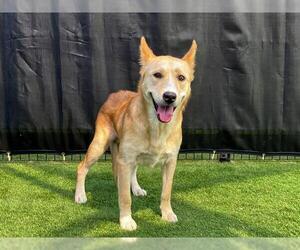 Siberian Husky-Unknown Mix Dogs for adoption in Orange, CA, USA