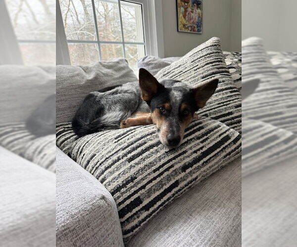 Medium Photo #6 Mutt Puppy For Sale in Garden City, NY, USA