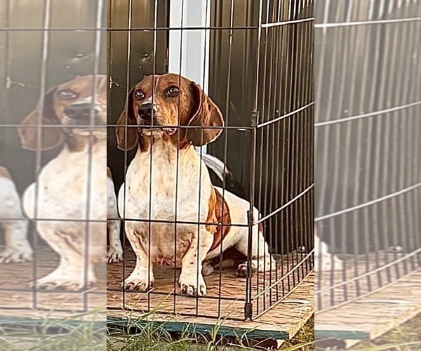 Medium Photo #1 Dachshund Puppy For Sale in FAIRVIEW, OK, USA