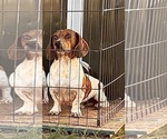 Small Photo #1 Dachshund Puppy For Sale in FAIRVIEW, OK, USA