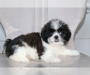 Shih Tzu Puppy for sale in SHILOH, OH, USA