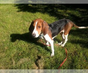 Treeing Walker Coonhound-Unknown Mix Dogs for adoption in Plainfield, IL, USA