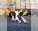Small Mutt
