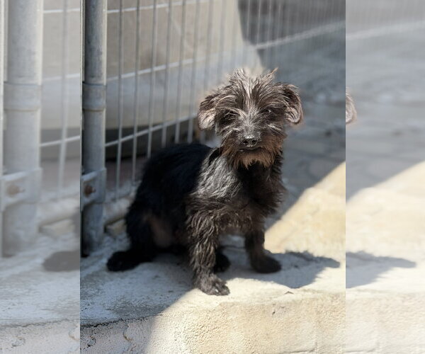 Medium Photo #4 Mutt Puppy For Sale in Yardley, PA, USA