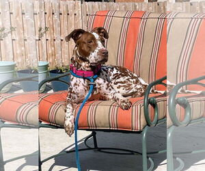 Medium Dalmatian-German Shorthaired Pointer Mix