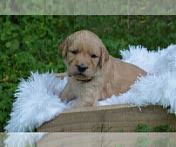 Medium Photo #5 Goldendoodle Puppy For Sale in MIFFLINBURG, PA, USA