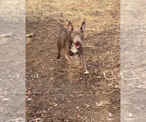 Dogs for adoption in STAFFORD, VA, USA