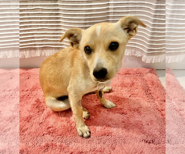 Medium Photo #2 Chihuahua-Unknown Mix Puppy For Sale in Newport Beach, CA, USA