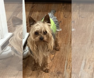 Father of the Poodle (Toy)-Yorkshire Terrier Mix puppies born on 04/28/2025