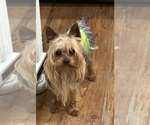 Small Photo #1 Poodle (Toy)-Yorkshire Terrier Mix Puppy For Sale in BENNINGTON, IN, USA