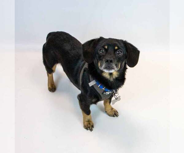Medium Photo #5 Colonial Cocker Spaniel-Dachshund Mix Puppy For Sale in Kennesaw, GA, USA